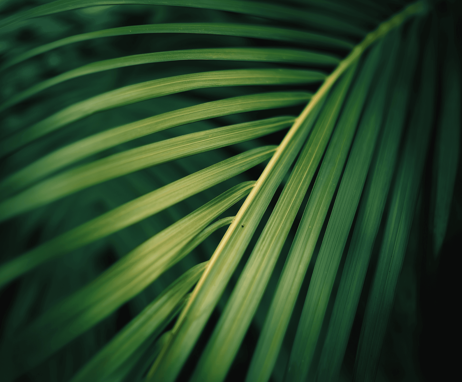 Close-up of a green palm leaf with intricate veining and texture, showcasing rich shades of green.